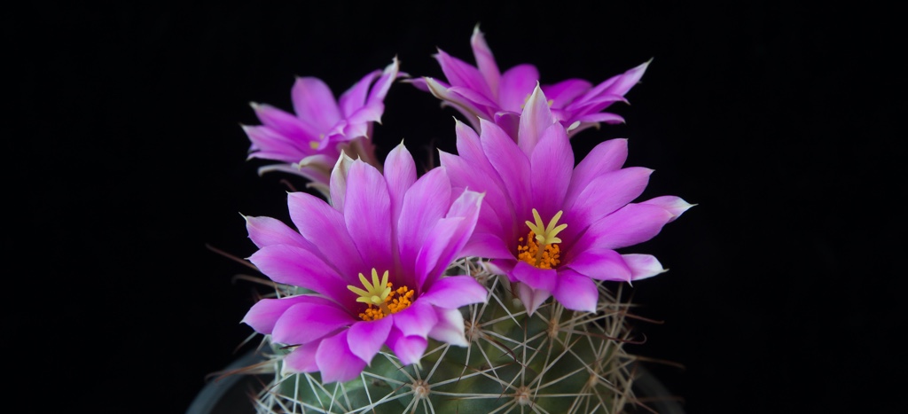 Flor de cactus