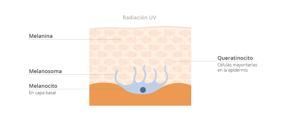 gráfico radicación